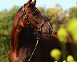 dressage horse Fashion D'or (Oldenburg, 2014, from Franziskus FRH)