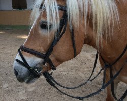 Springpferd Mira Mara (Haflinger, 2008)