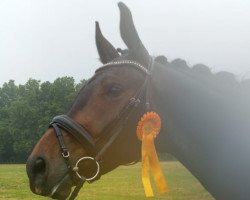 dressage horse Ricardo S 3 (Westphalian, 2014, from Rock Forever NRW)