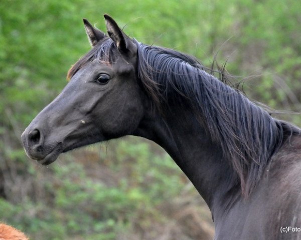 dressage horse Macron (Oldenburg, 2017, from Morricone)