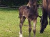 dressage horse Tolisso MJ (Oldenburg, 2018, from Top Gear)