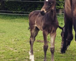 dressage horse Tolisso MJ (Oldenburg, 2018, from Top Gear)