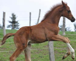 dressage horse Red Sox (Oldenburg, 2018, from Revolution)