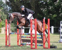 jumper Aragona (Trakehner, 2009, from Freudenfest)