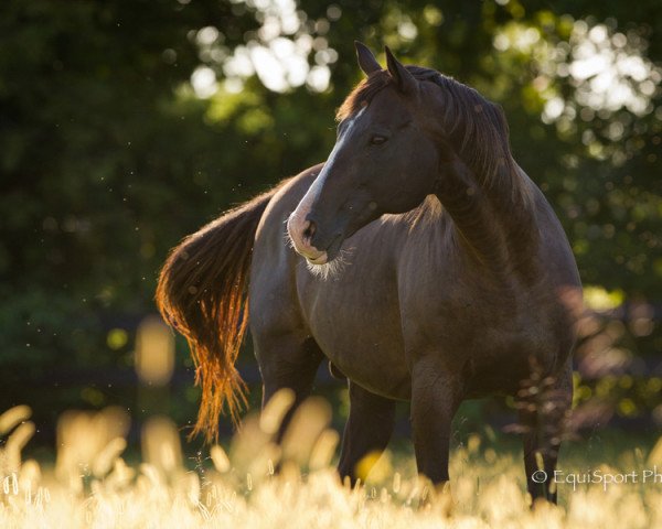 Deckhengst Williamstown xx (Englisches Vollblut, 1990, von Seattle Slew xx)