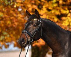 dressage horse Finch Hatton 7 (Württemberger, 2012, from Franziskus FRH)