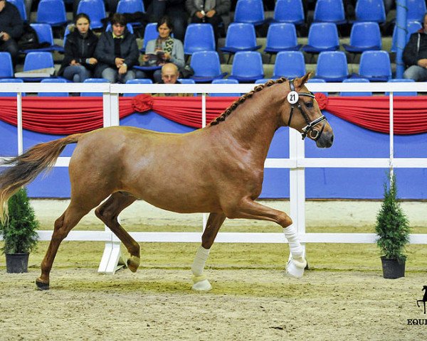 dressage horse Prämienhengst v. Churchill (German Riding Pony, 2015, from Churchill E WE)