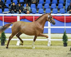 Dressurpferd Prämienhengst v. Churchill (Deutsches Reitpony, 2015, von Churchill E WE)