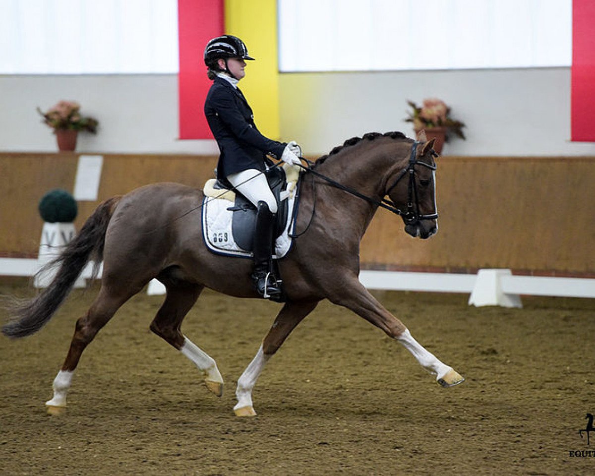 stallion Churchill E WE (German Riding Pony, 2009, from FS Chicago)