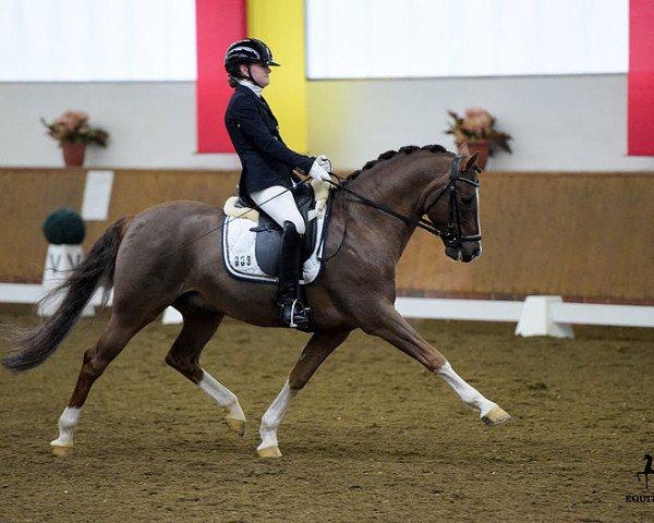 stallion Churchill E WE (German Riding Pony, 2009, from FS Chicago)