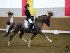 stallion Churchill E WE (German Riding Pony, 2009, from FS Chicago)