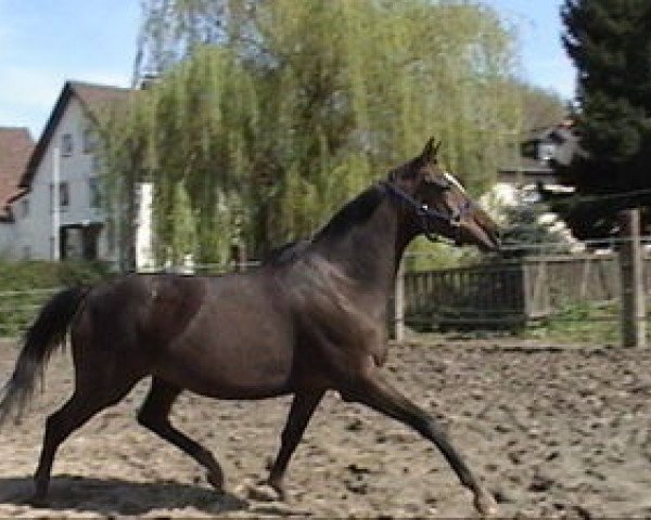 broodmare Thanks a Lot xx (Thoroughbred, 1998, from Dashing Blade xx)