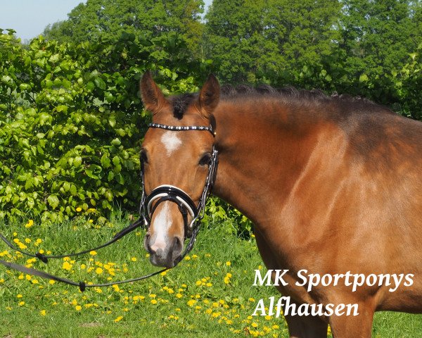dressage horse Milena (German Riding Pony, 2015, from Churchill E WE)