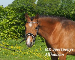 dressage horse Milena (German Riding Pony, 2015, from Churchill E WE)