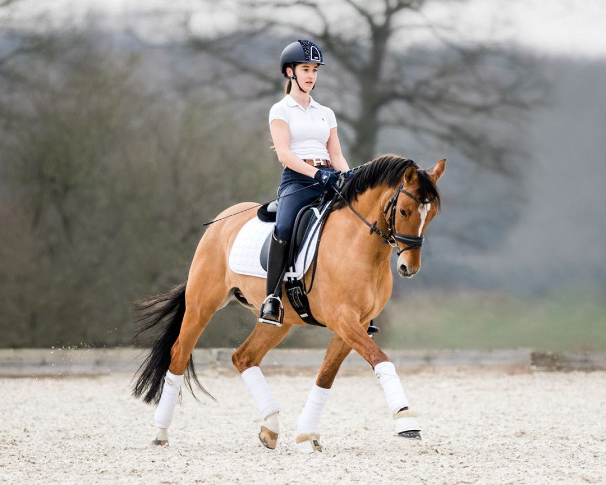 stallion Dagostino 13 (German Riding Pony, 2012, from Dimension AT NRW)