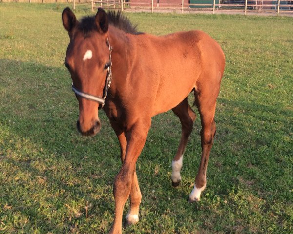 dressage horse Vital MB (Westphalian, 2018, from Vitalis)