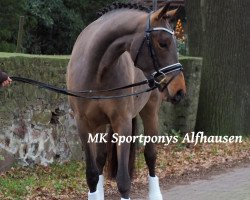 dressage horse Charly (German Riding Pony,  , from Churchill E WE)