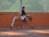 dressage horse Naiíma (Haflinger, 2005, from Nostradamus)