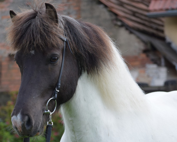 horse Svipur (Iceland Horse, 2014)