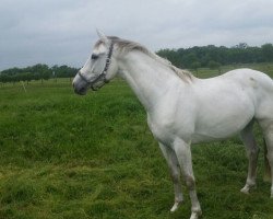 jumper Caillou 55 (German Sport Horse, 2014, from Cassico)