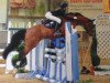 jumper Spirit Dyson Royal (German Riding Pony, 2011, from Casino Royale K WE)