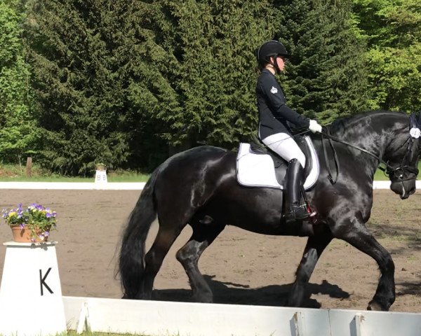 dressage horse World of Magic 9 (Friese, 2010)