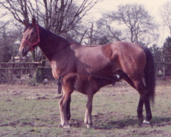 broodmare Taverne III (Trakehner, 1971, from Valentin)