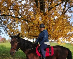 dressage horse Dartino Classic (Bavarian, 2005, from D'Artagnan Classic)