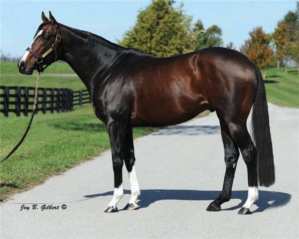 stallion Tiz Wonderful xx (Thoroughbred, 2004, from Tiznow xx)