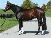 stallion Tiz Wonderful xx (Thoroughbred, 2004, from Tiznow xx)