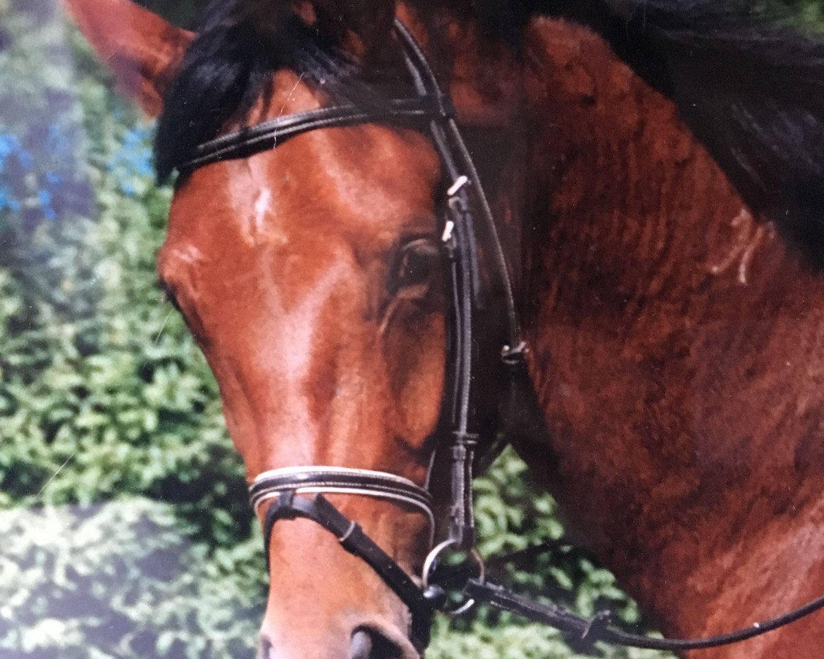 broodmare Gravitas (Hanoverian, 1989, from Grand Royal)