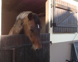 broodmare Conelia (Danish Warmblood, 2001, from Come Back II)