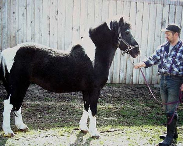 stallion Peter I B 458 (Lewitzer, 1981, from Poncho B 387)