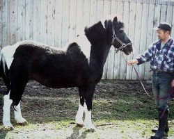 Deckhengst Peter I B 458 (Lewitzer, 1981, von Poncho B 387)