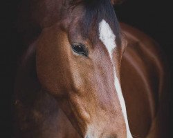 jumper Forever Fritzchen (KWPN (Royal Dutch Sporthorse), 2011, from For Pleasure)