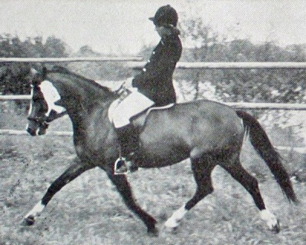 Zuchtstute Schönbrunn Carlitta (Deutsches Reitpony, 1973, von Schönbrunn Authari)