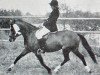 broodmare Schönbrunn Carlitta (German Riding Pony, 1973, from Schönbrunn Authari)