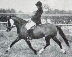 broodmare Schönbrunn Carlitta (German Riding Pony, 1973, from Schönbrunn Authari)