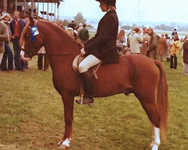 stallion Tanlan Everest (Welsh-Pony (Section B), 1975, from Tanlan Julius Caesar)