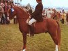 stallion Tanlan Everest (Welsh-Pony (Section B), 1975, from Tanlan Julius Caesar)