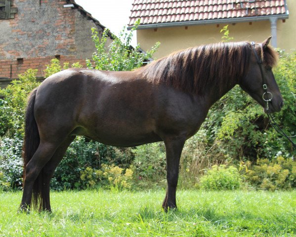 Zuchtstute Kilja vom Laekurhof (Islandpferd, 2015)