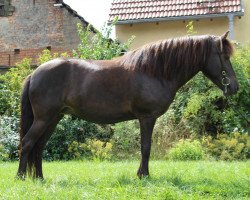 Pferd Kilja vom Laekurhof (Islandpferd, 2015)