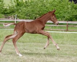 broodmare Rosalie M (Hanoverian, 2017, from Revolution)