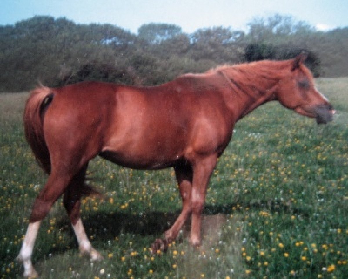 broodmare Rishma Surprise ox (Arabian purebred, 1989, from Flying Duke ox)
