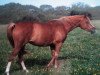 broodmare Rishma Surprise ox (Arabian thoroughbred, 1989, from Flying Duke ox)