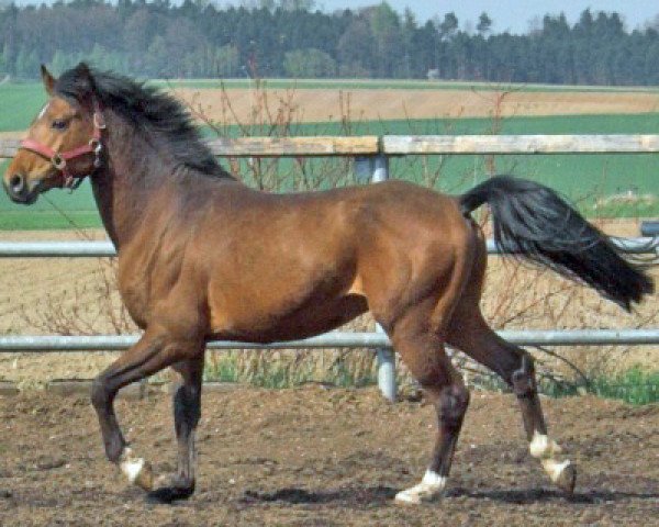 stallion Callenberg's Just in time (German Riding Pony, 2000, from Justin)
