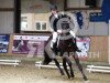 dressage horse Amy-Amazing Grace (Polish Warmblood, 2007, from Armani)