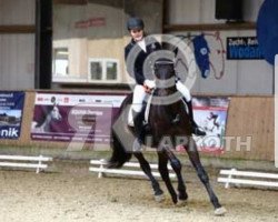 dressage horse Amy-Amazing Grace (Polish Warmblood, 2007, from Armani)