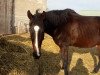 dressage horse Pippi Lotta xx 28 (Thoroughbred, 2004, from Sir Warren xx)