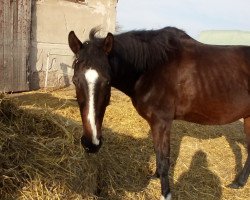 dressage horse Pippi Lotta xx 28 (Thoroughbred, 2004, from Sir Warren xx)